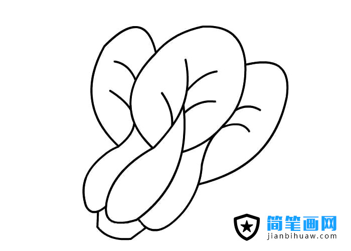 簡(jiǎn)單的青菜簡(jiǎn)筆畫圖片