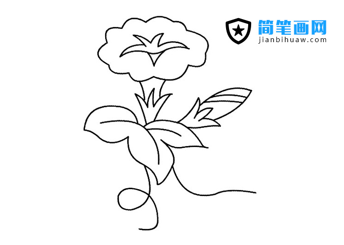 喇叭花簡筆畫圖片